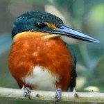 image of bird