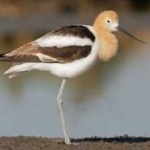 image of bird