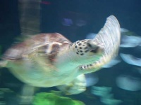 image of loggerhead