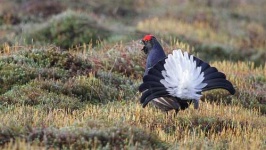 image of black_grouse