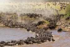 image of animal_migration