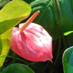 image of flower