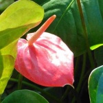 image of anthurium #27