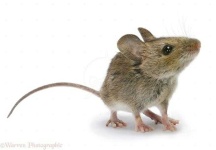 image of mouse
