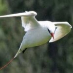 image of bird