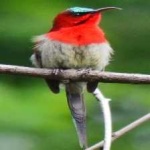 image of bird