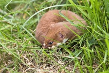 image of weasel
