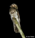 image of potoo