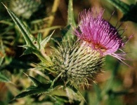 image of flower