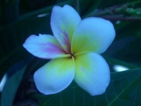 image of flower
