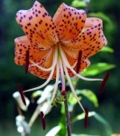 image of flower