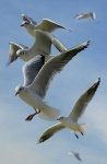 image of seagull
