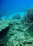 image of coral_reef #7