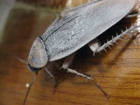 image of cockroach