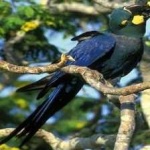 image of bird