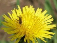 image of flower