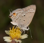 image of lycaenid