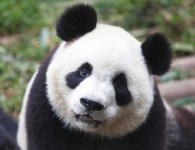 image of animal