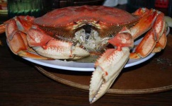 image of dungeness_crab