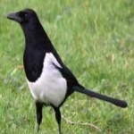 image of bird