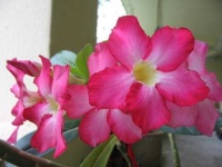 image of flower