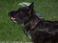 image of scottish_terrier #23