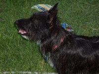 image of animal