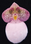 image of hard_leaved_pocket_orchid #7