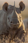 image of rhinoceros