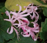 image of flower