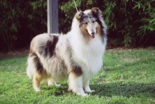 image of collie #8