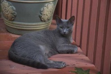 image of russian_blue #2