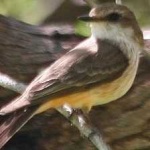 image of bird