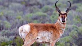 image of animal