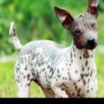 image of animal