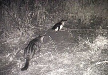 image of feral_cats