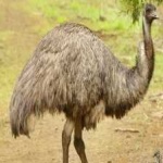 image of emu #13