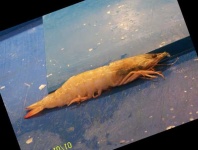 image of fish