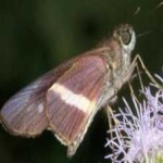 image of banded_butterfly #45