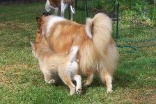 image of collie