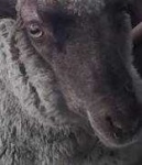 image of animal