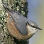 image of bird