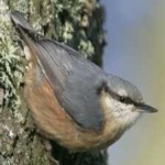 image of crested_nuthatch #34