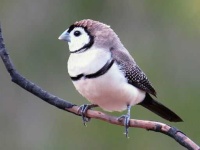 image of finch