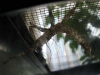 image of walking_stick