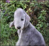 image of bedlington_terrier