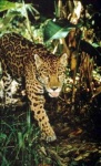 image of jaguar_car