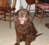 image of irish_water_spaniel #21