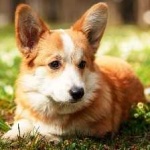 image of corgi #19