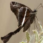 image of animal
